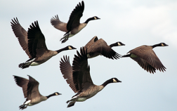 Migration